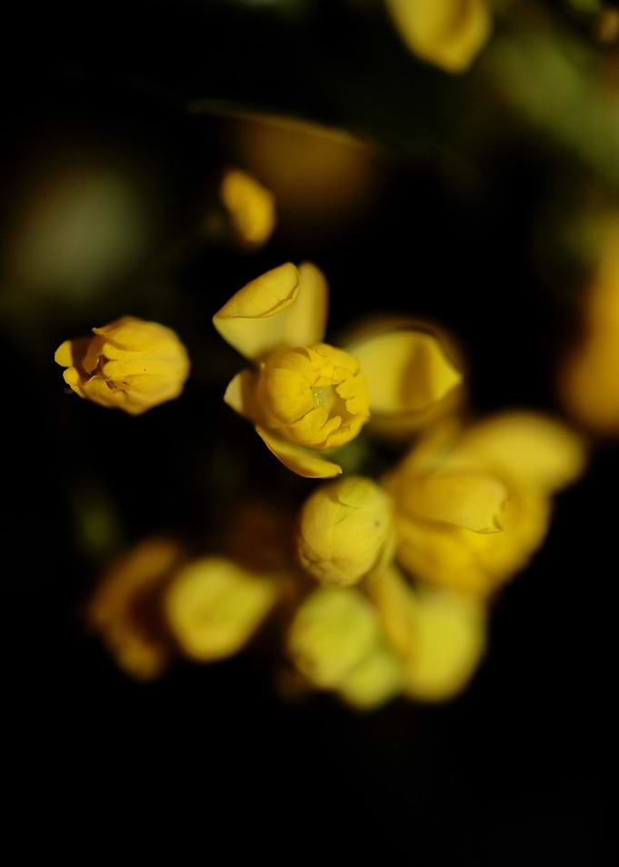 Berberis aquifolium flower