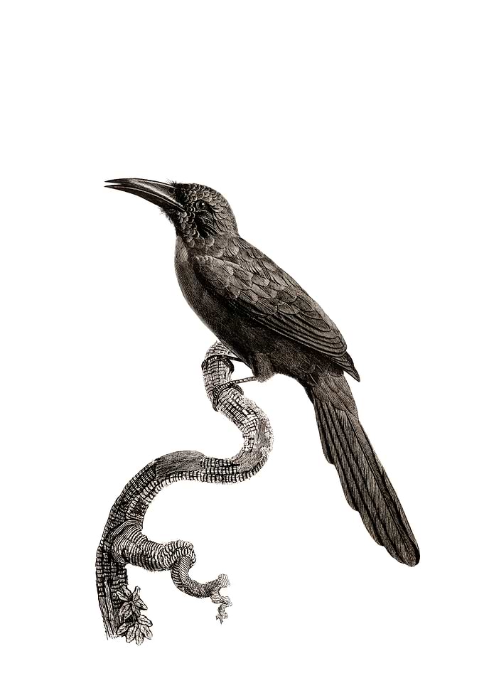 Vintage Jacamar Bird