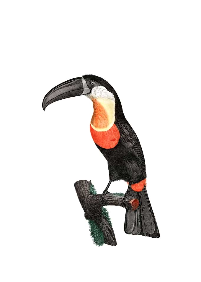 Green Billed Toucan Bird