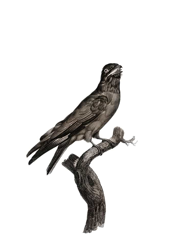 Blue Throated Roller Bird