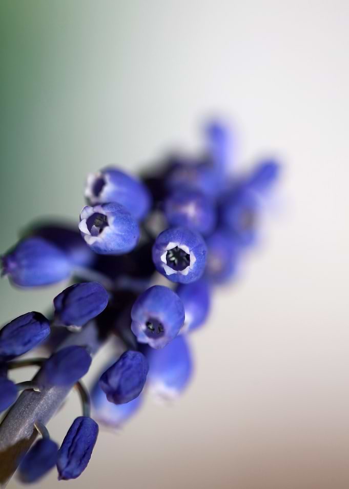 Muscari neglectum close up