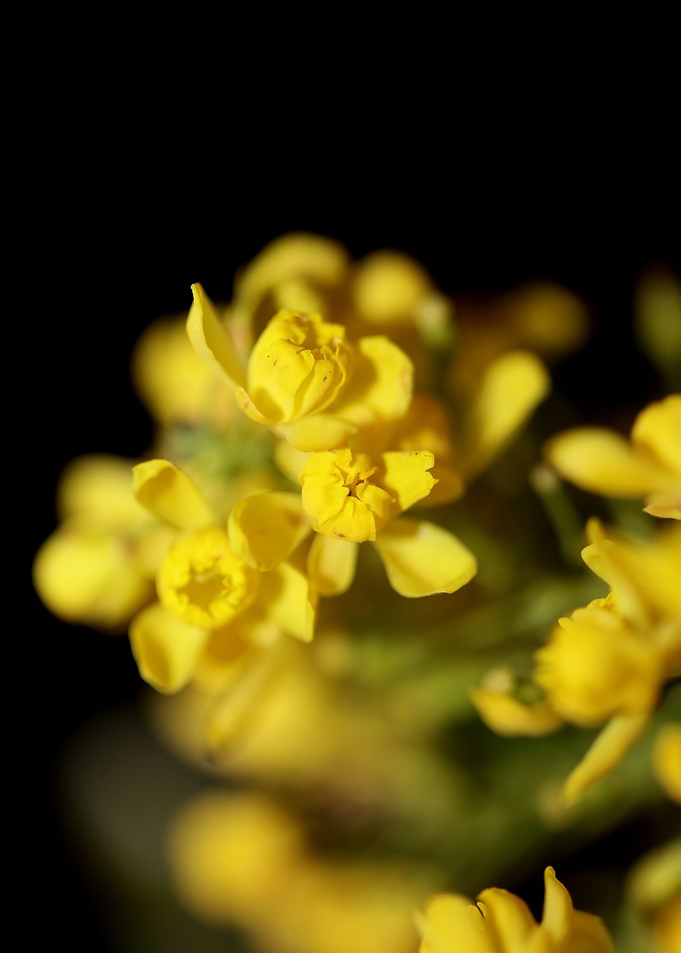 Berberis aquifolium flower
