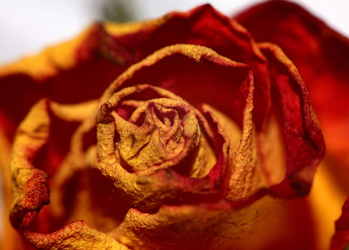 Rosa flower blossom macro
