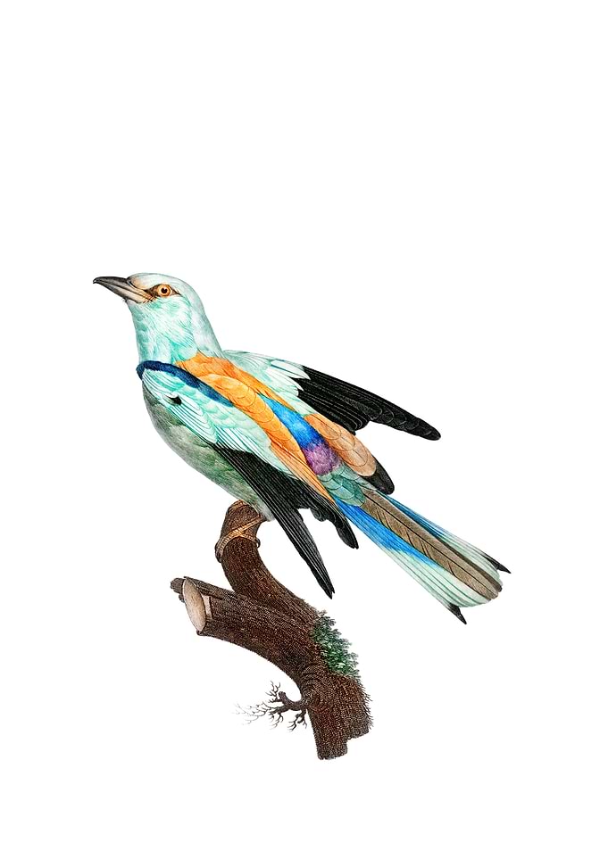 Abyssinian Roller Bird