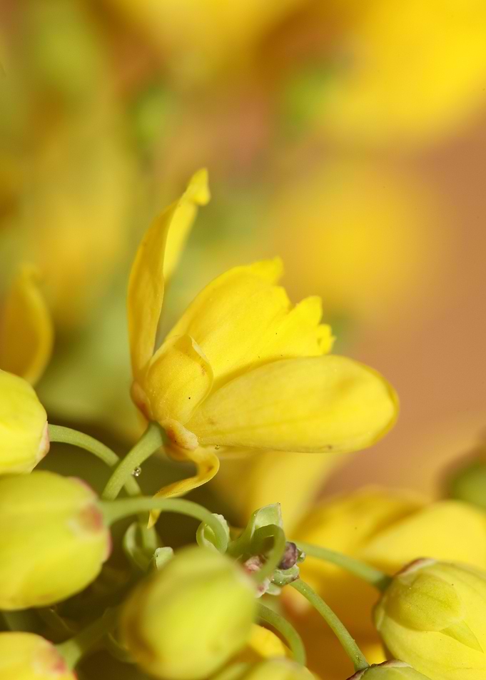 Berberis aquifolium flower