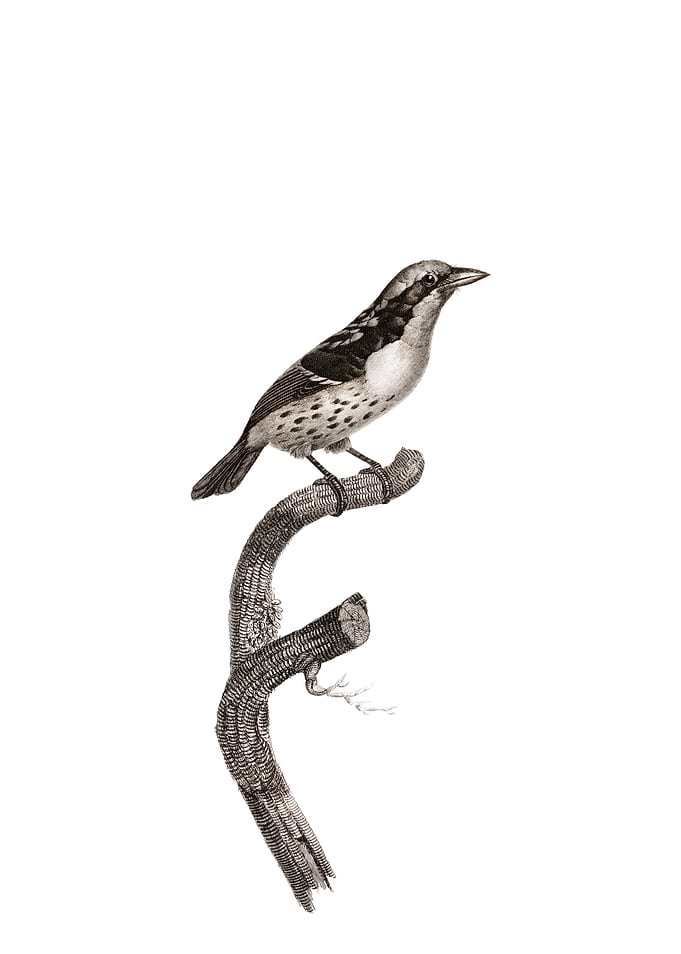 Orange Billed Sparrow Bird