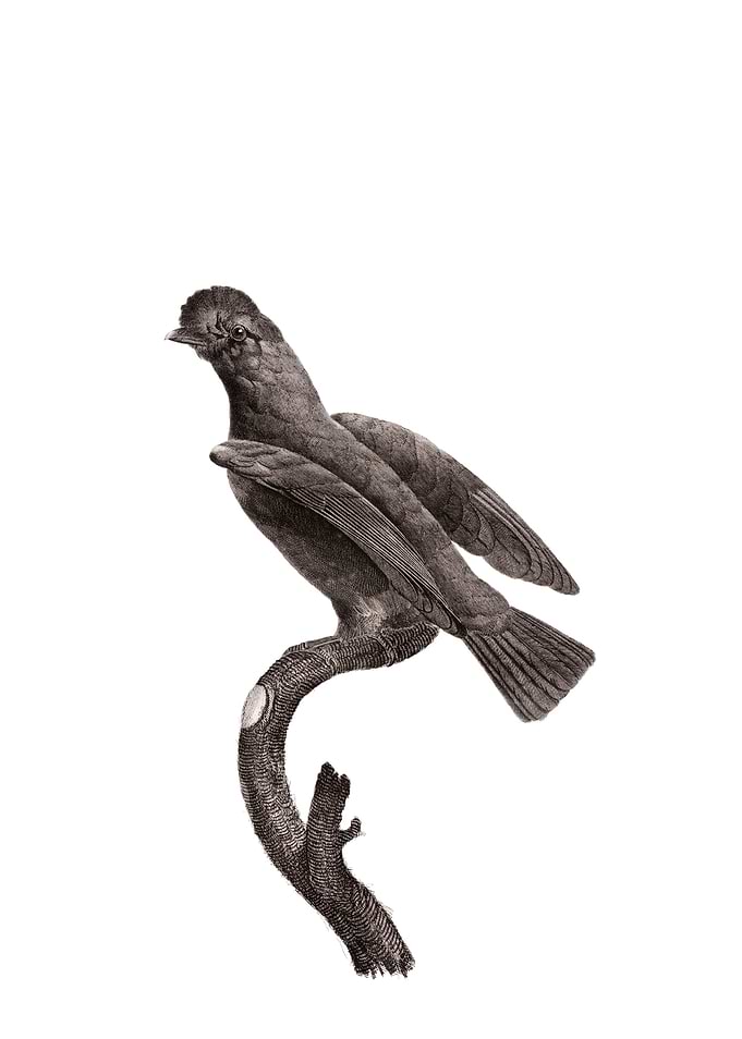 Guianan Cock Of The Rock