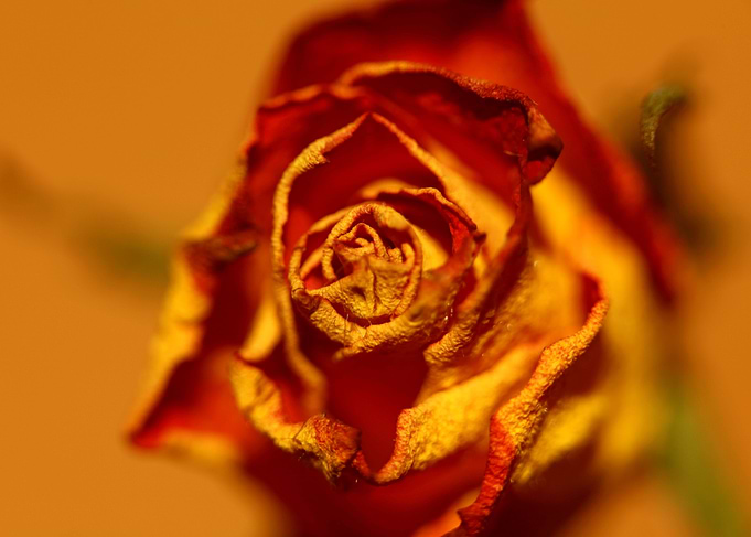 Rosa flower blossom macro