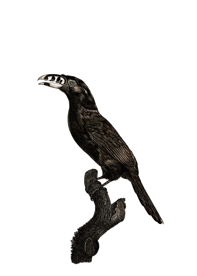 Black Necked Aracari Bird