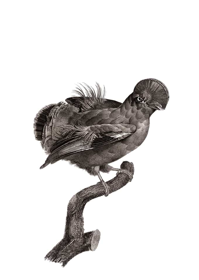 Guianan Cock Of The Rock