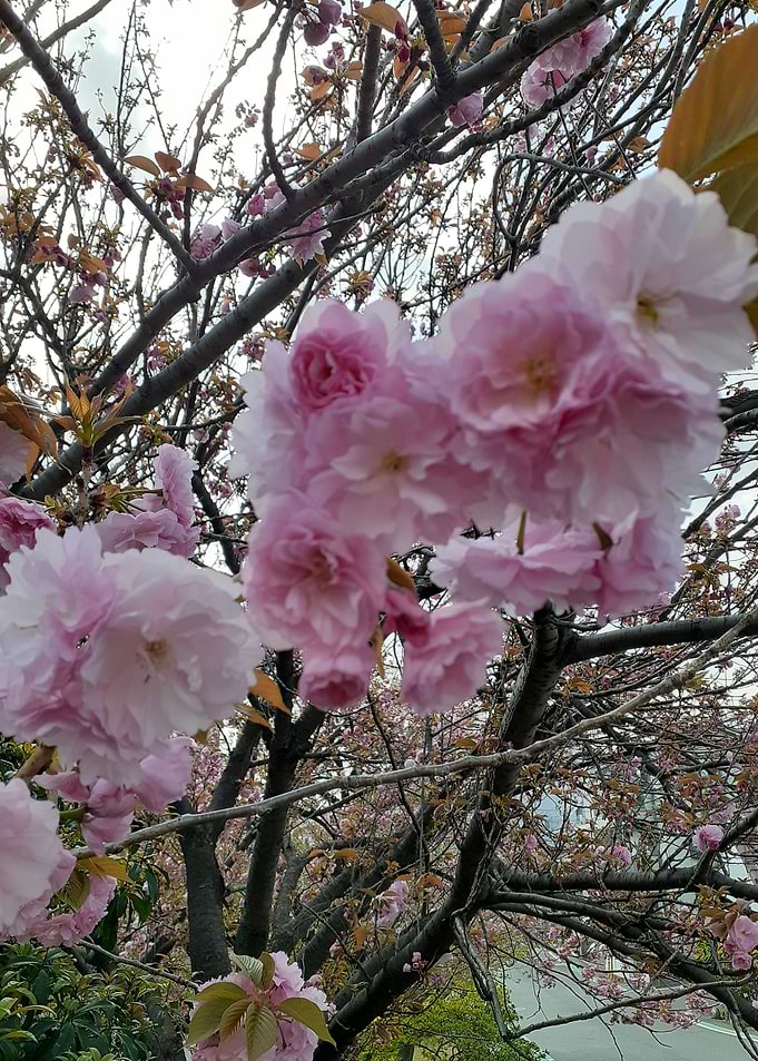 sakura time in japan