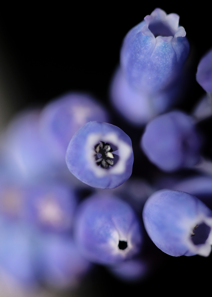 Muscari neglectum close up