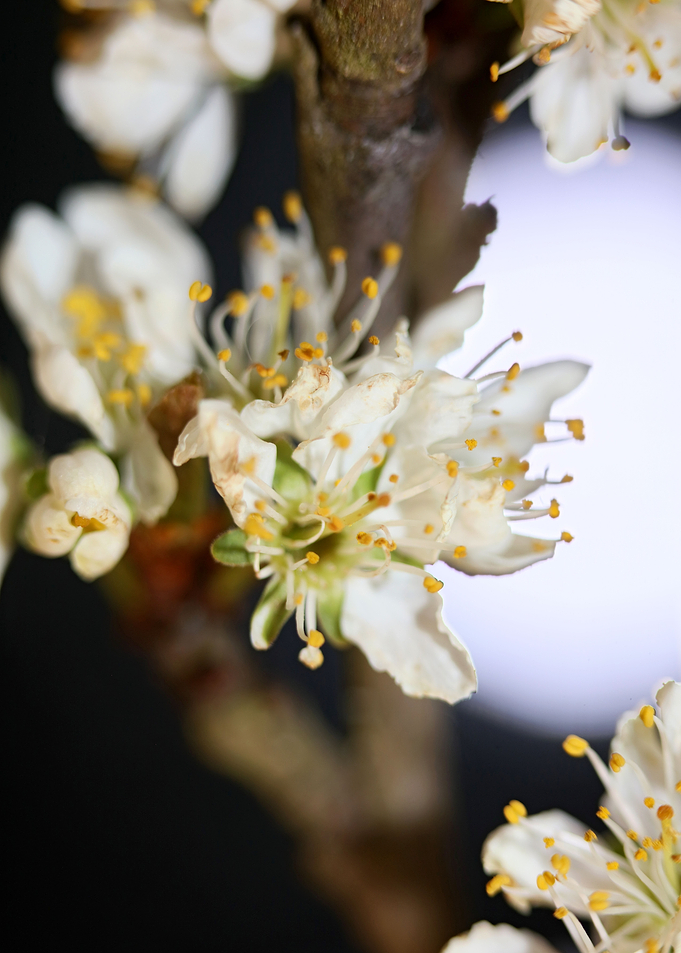 Prunus avium flower macro