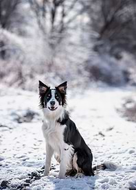 Dog, portrait, pet, winter
