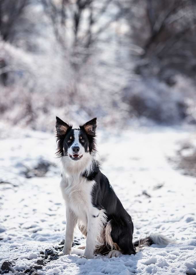 Dog, portrait, pet, winter