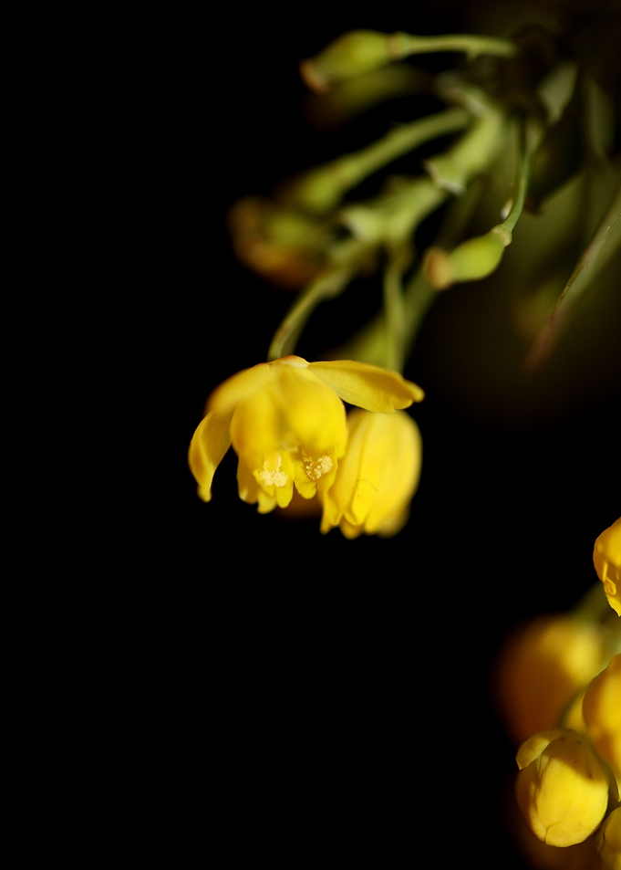 Berberis aquifolium flower