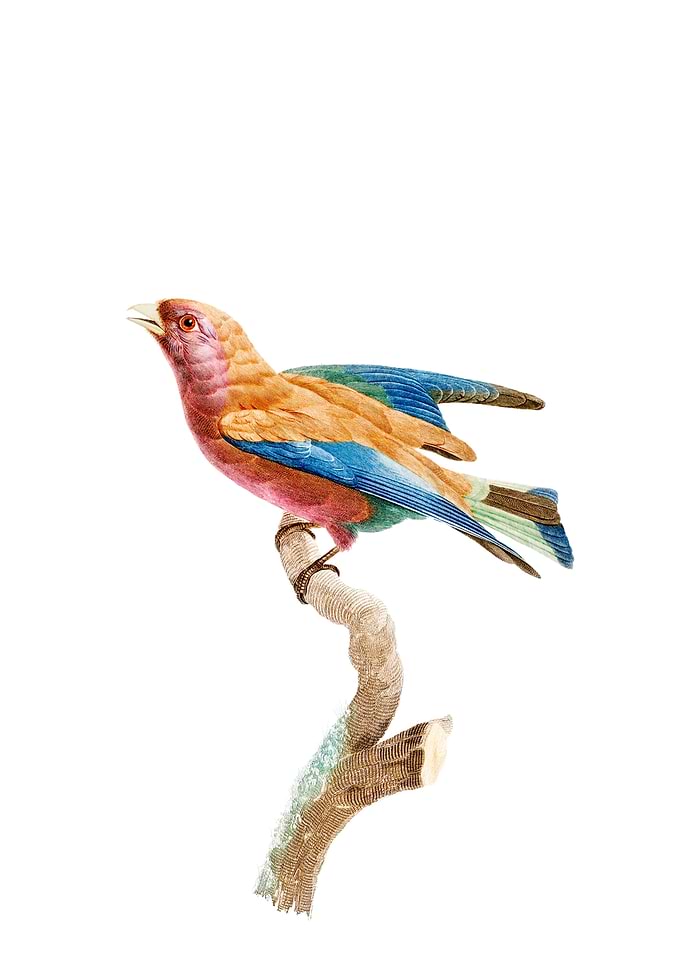 Vintage Violet Roller Bird