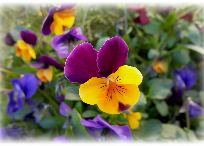 Shining pansies