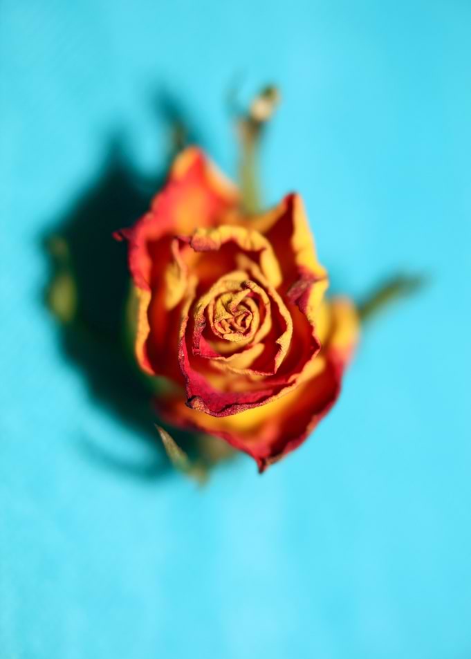 Rosa flower blossom macro