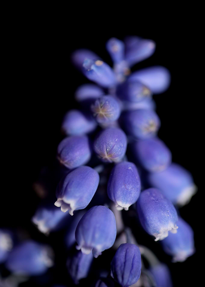 Muscari neglectum close up
