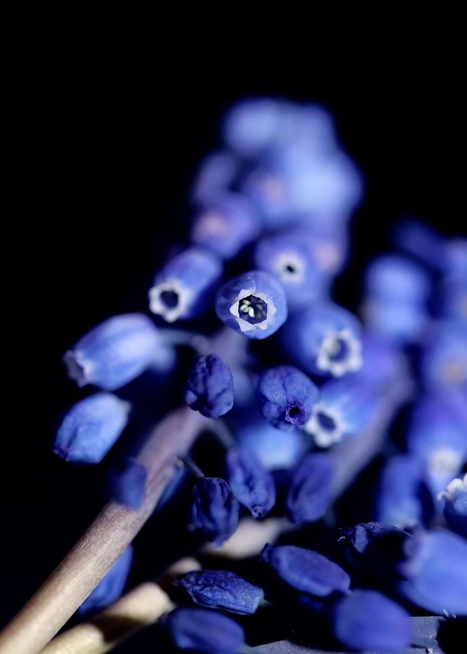 Muscari neglectum close up