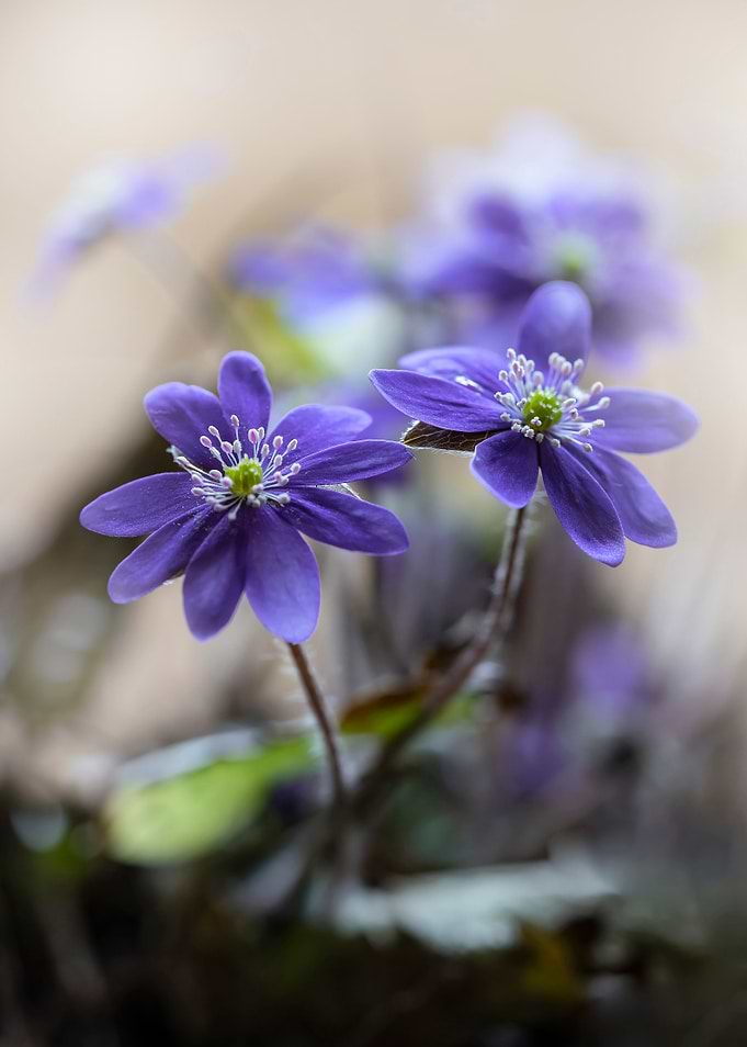 Violet duet