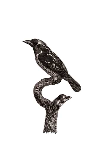 Bearded Tachuri Bird