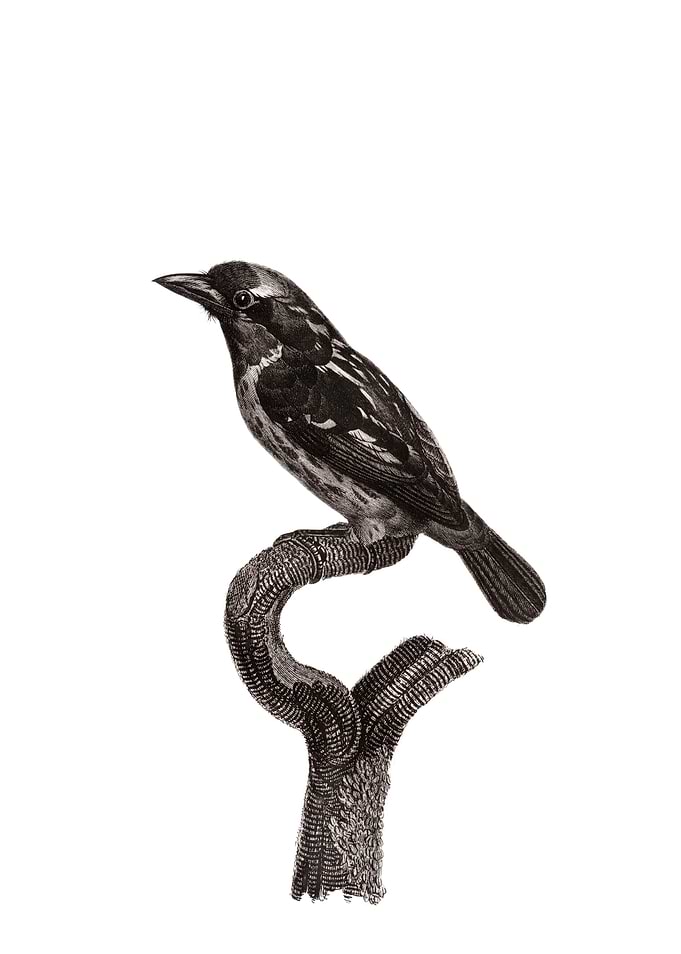 Bearded Tachuri Bird