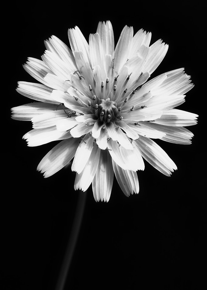 Flower Floral Botanical