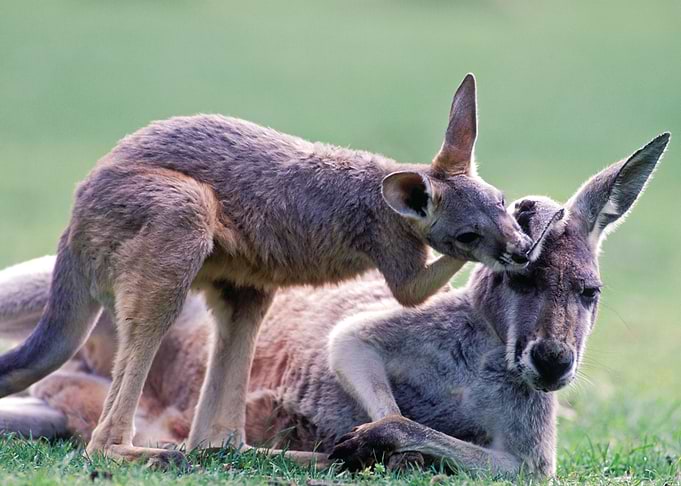 Kangaroo