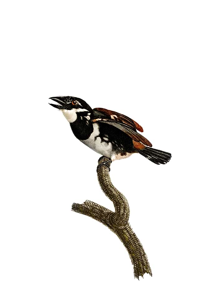Little Tamatia Puffbird
