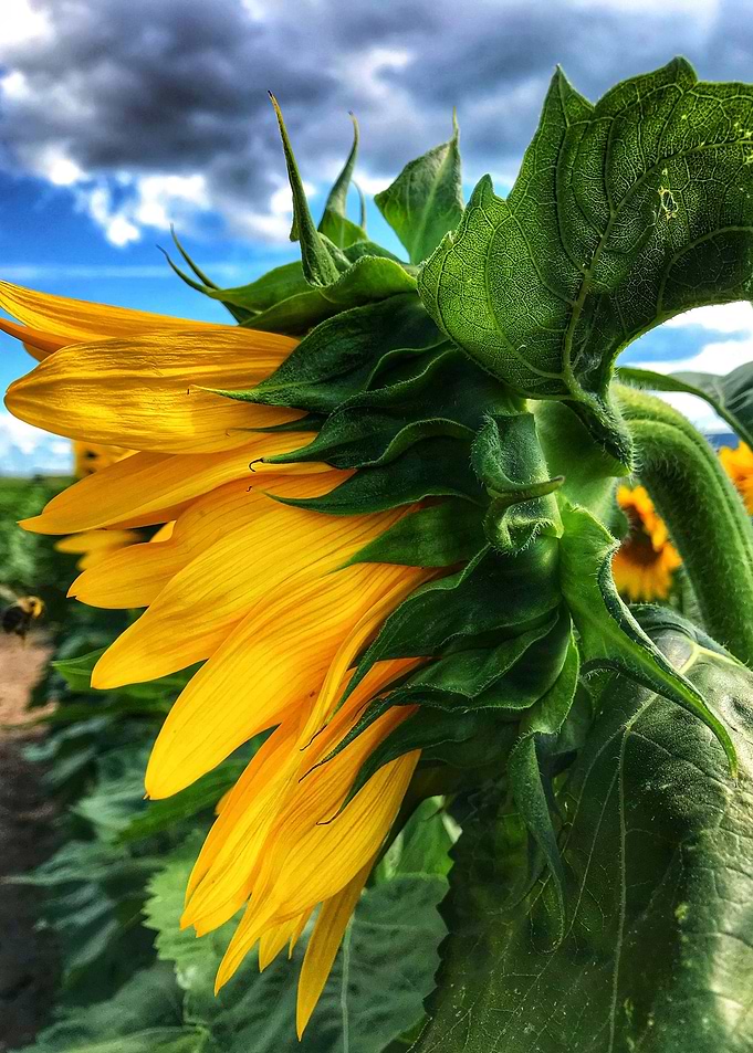 Bee and Sunflower