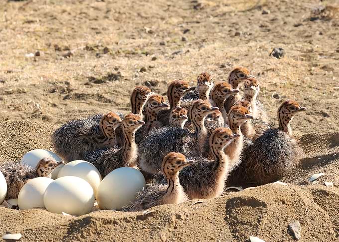 Ostrich Babies 1427