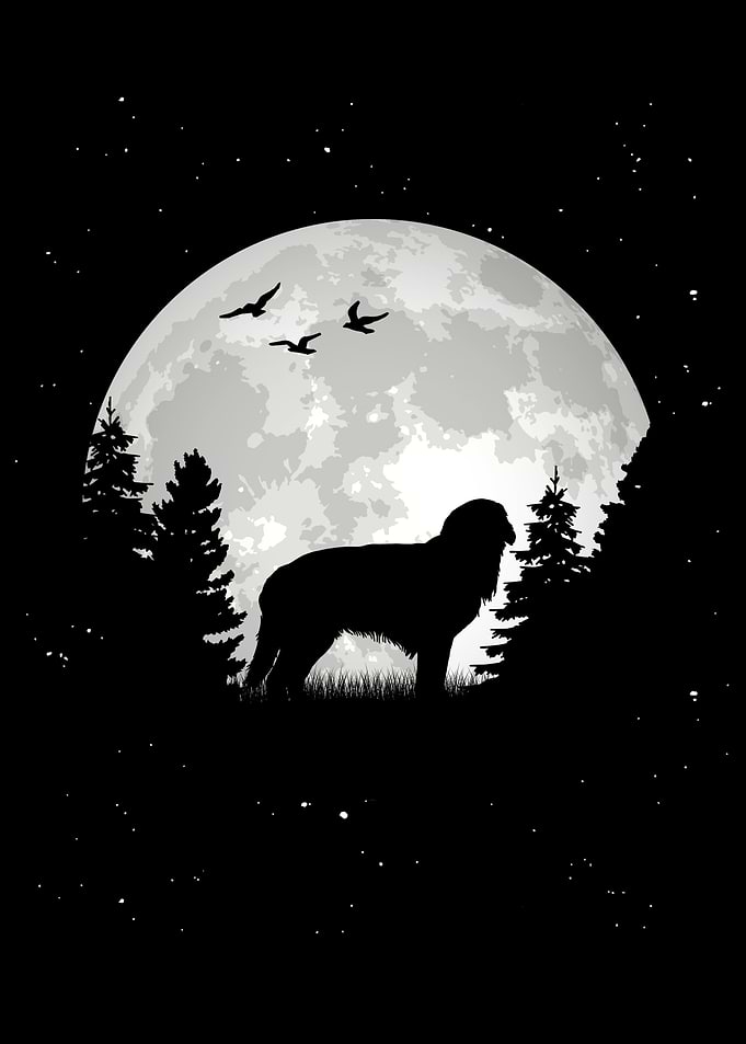 Hovawart Moon Dog Owner
