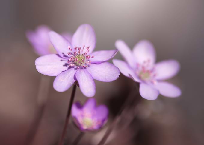 Floral composition