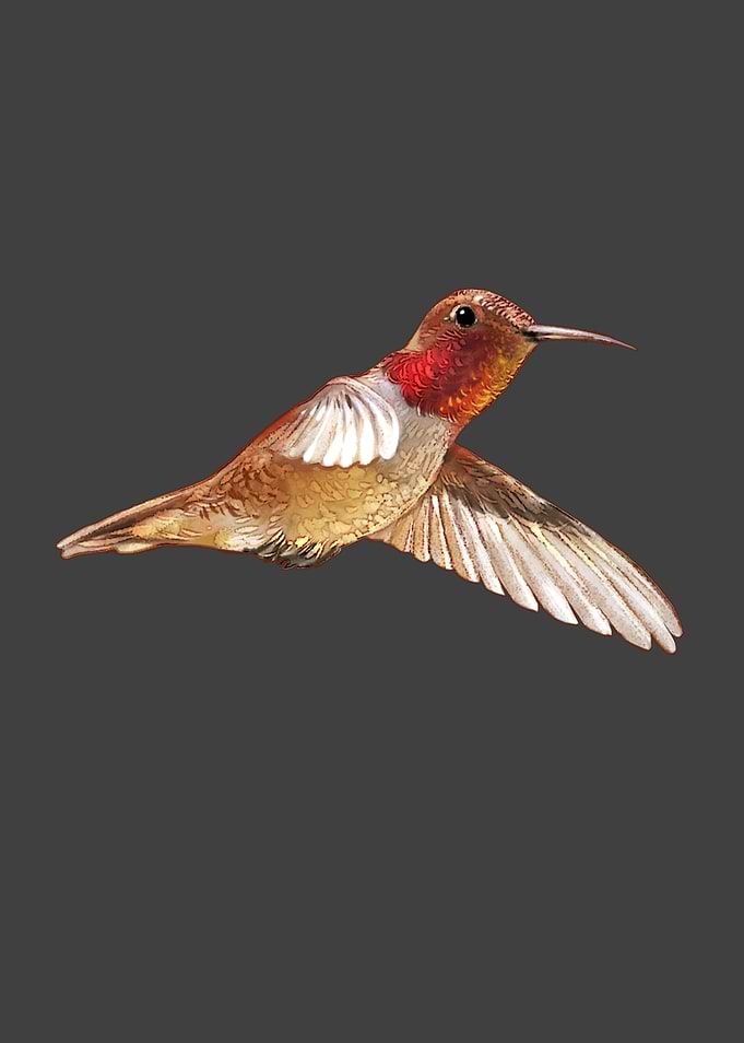 Red brown Hummingbird