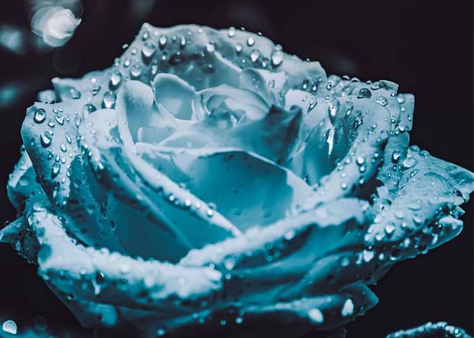 Rose with dewdrops
