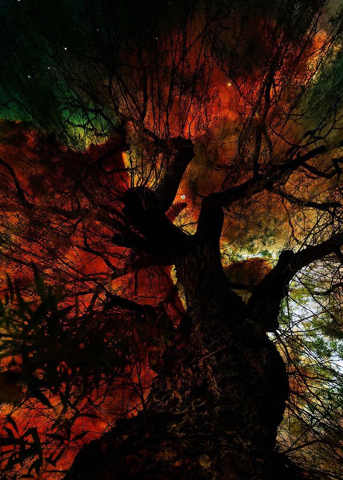 Tree of Life