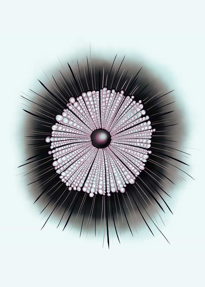 Heliozoa Microbiology Art