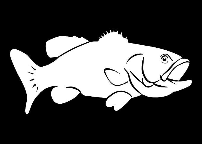Bass Fish Fishing