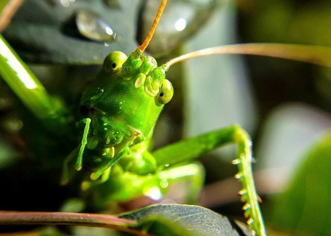 Grasshopper