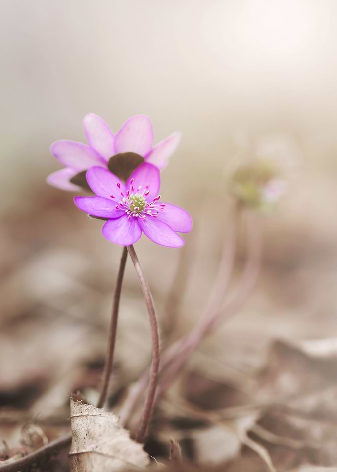 Floral composition