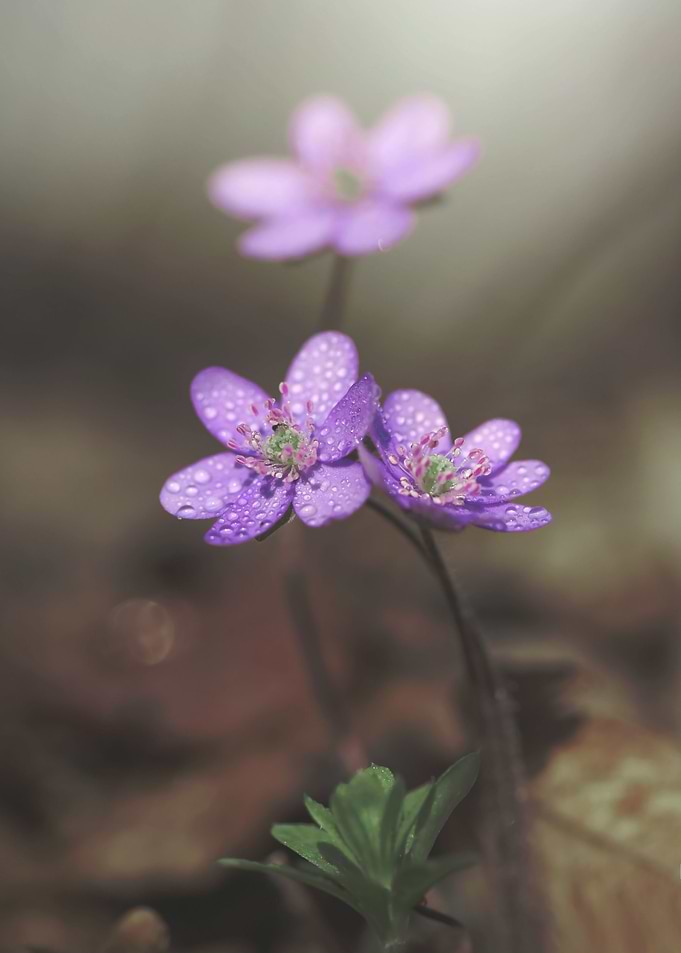 Floral composition
