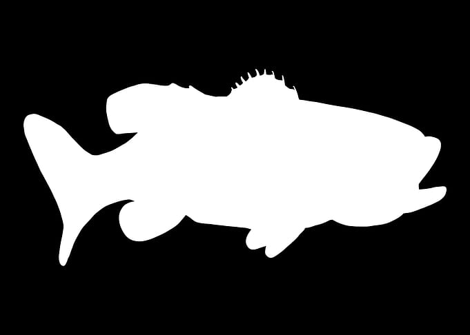 Bass Fish Fishing