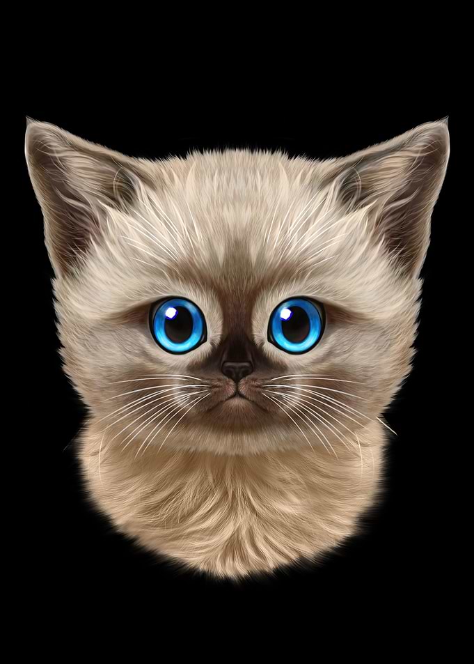 Siamese Kitten