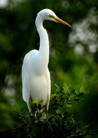 Perched gracefully