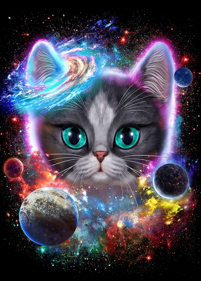Bicolor Cat in Space