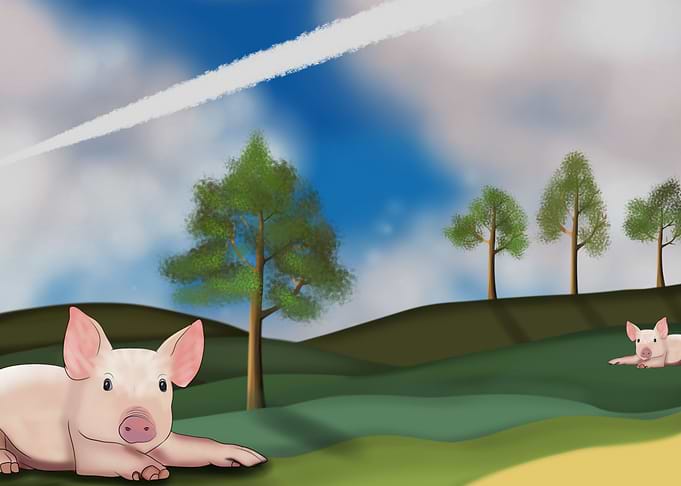 Pigs in the Nature