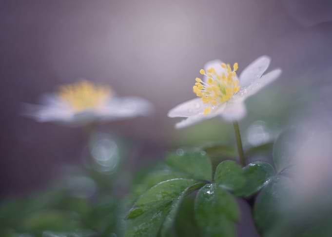 White flowers of anemones