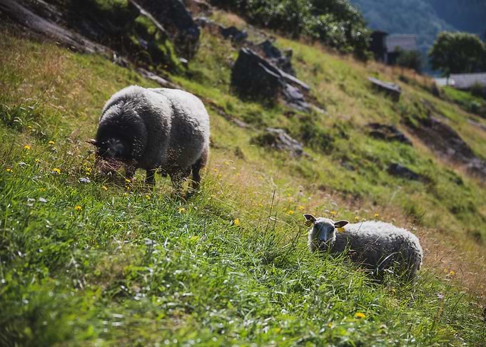 Grazing Sheep